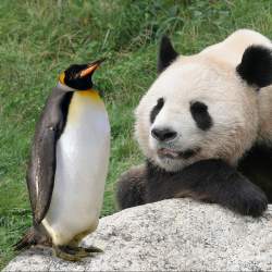 Google Penguin and Google Panda are good for authors